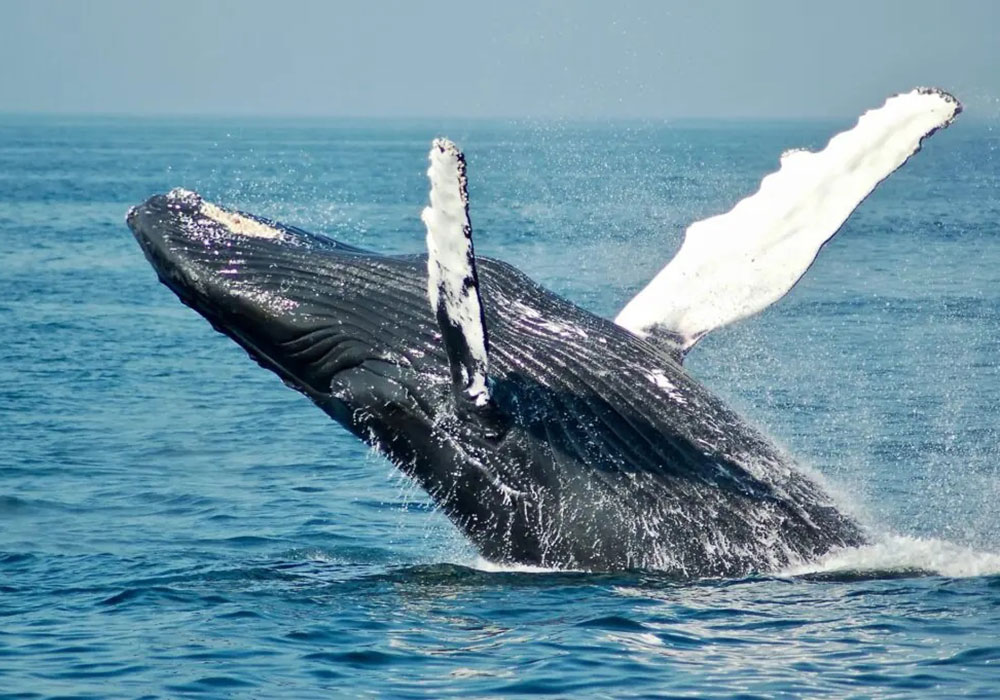 Temporada de Baleias em Arraial do Cabo: o espetáculo que transforma o inverno no melhor momento para ir à praia