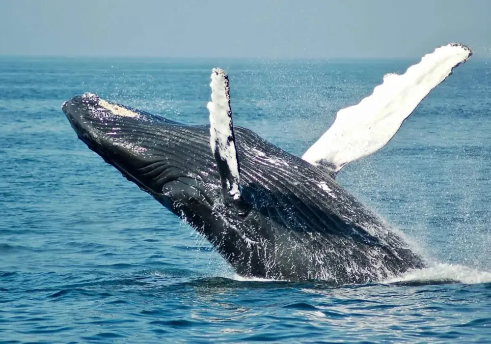 Temporada de Baleias em Arraial do Cabo: o espetáculo que transforma o inverno no melhor momento para ir à praia